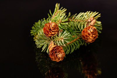 Close-up of flowers on plant over black background