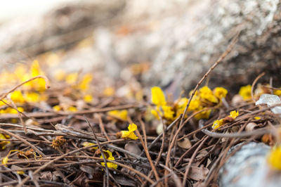 Close-up of yellow crocus flowers on field