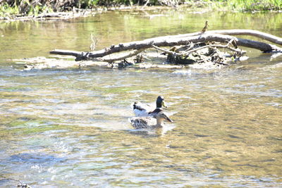 View of ducks swimming in lake