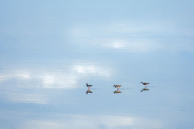 Birds flying over lake