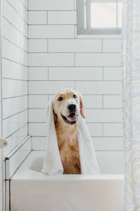 Portrait of a dog looking away