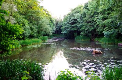 Scenic view of birds in pond amidst trees