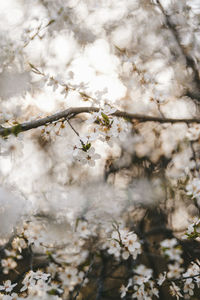 Close-up of white cherry blossom tree