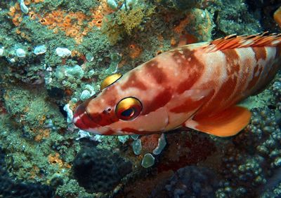 Close-up of fish in sea