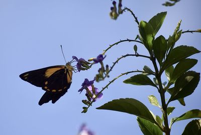 Close-up of butterfly perching on plant against sky