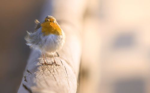 Close-up of bird perching outdoors