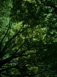 Low angle view of trees against sky