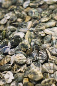 Full frame shot of shells