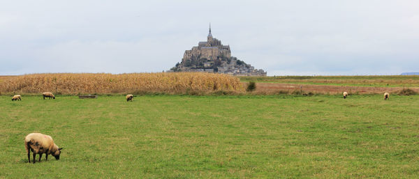 Settlement behin green fields with sheep