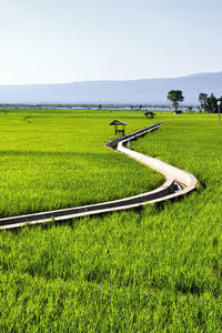 Beautiful landscapes nature rice farming in indonesia