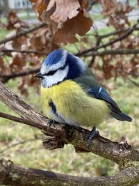 Close-up of bird perching on tree