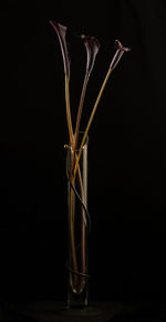 Close-up of flower against black background