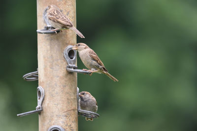 Close-up of bird perching on feeder