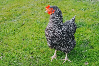 Free-range beautiful chicken on an organic farm in grass covered field. concept of organic farm