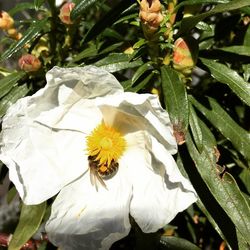 Close-up of white flower