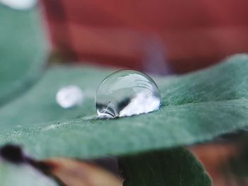 Close-up of raindrops on leaves