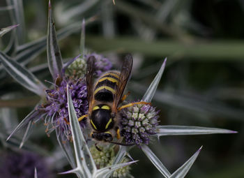 Close-up of bee pollinating on purple flower