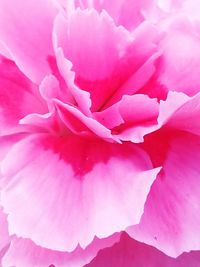 Close-up of pink flower