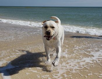 Dogs running at beach