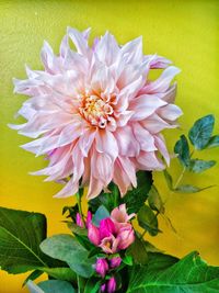 Close-up of pink dahlia flower