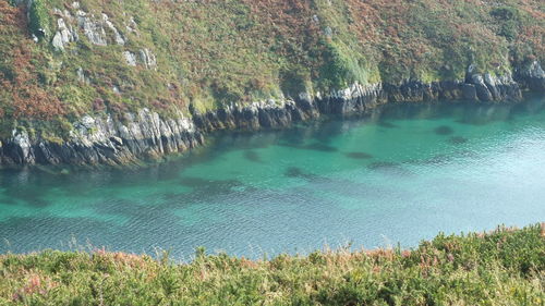 View of trees by calm lake