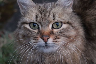 Close-up portrait of a cat