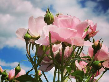 Close-up of pink flowering plant against sky