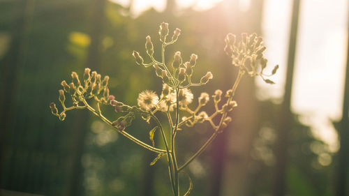 Close-up of flowering plant on field