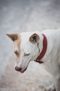 Close-up of a dog looking away