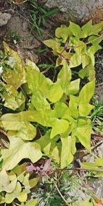 High angle view of leaves on field