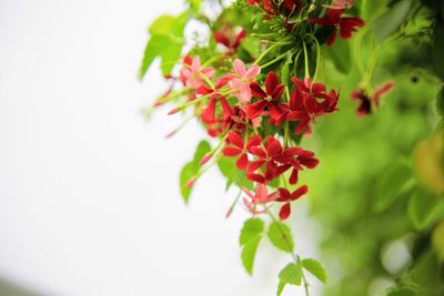 Close-up of red flowers