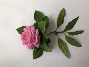 Close-up of pink rose against white background