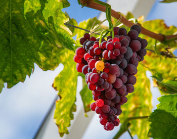 Close-up of grapes growing on tree