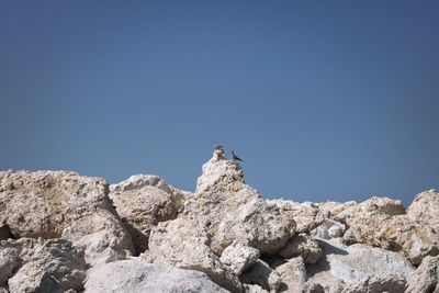 Low angle view of bird perching on rock against clear blue sky