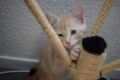 High angle view of kitten by cat