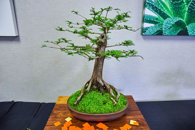 bonsai