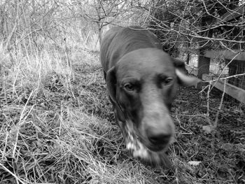 Close-up portrait of dog on field