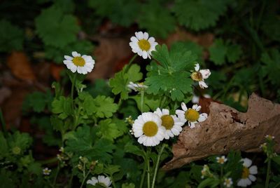Close-up of white flowers blooming on plant