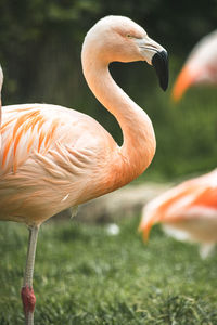 Close-up of bird on field