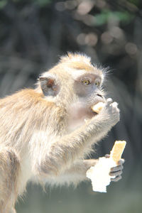 Monkey looking away while eating food outdoors