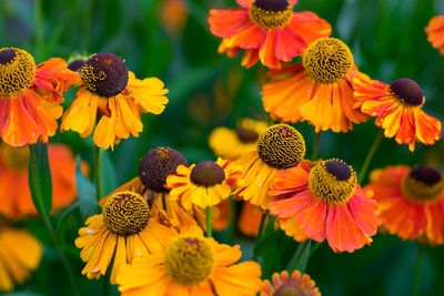 Close-up of flowering plants