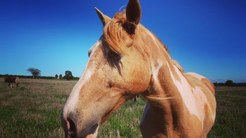 Horse grazing on field against clear blue sky