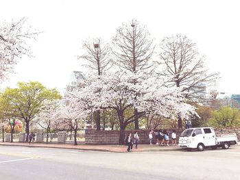 Trees in city against sky