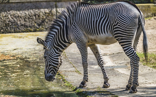 Zebra crossing in a zoo