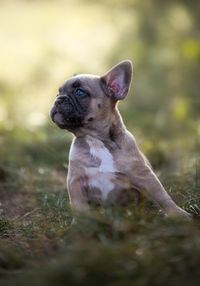 Dog looking away on field