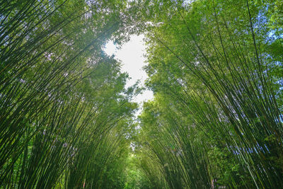 Low angle view of bamboo trees in forest