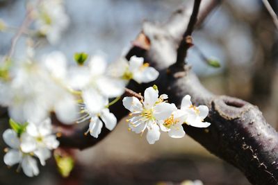 Close up of white flowers blooming on tree