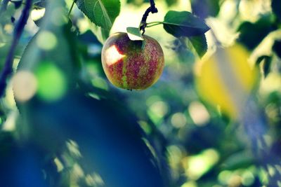 Close-up of apple growing in orchard