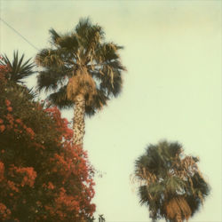 Low angle view of palm trees