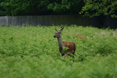 Deer on field